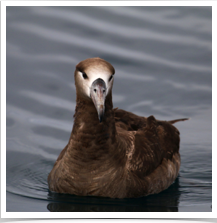 Black Footed Albatross - Floating